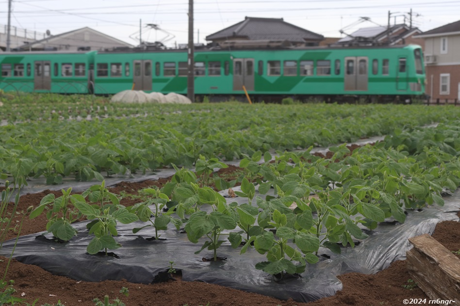 5004編成「若葉」と満開のサツキ